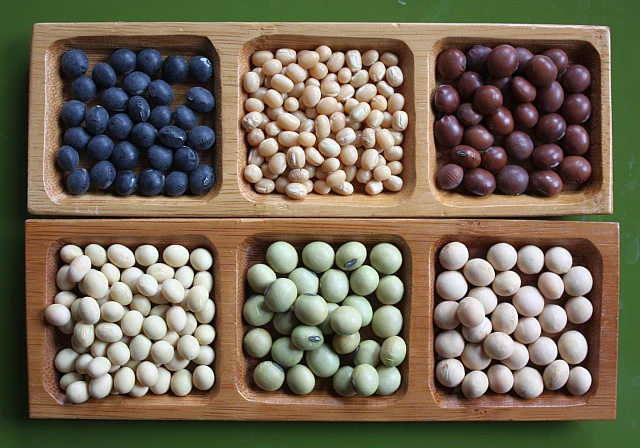 Soy Beans
